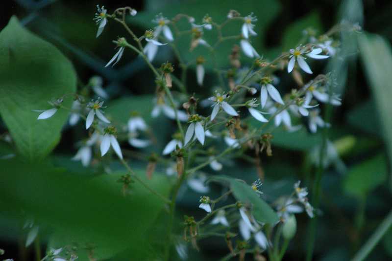 雪の下 鴨足草 虎耳草 気になる木 楝の春夏秋冬 雪の下 鴨足草 虎耳草 気になる木 楝の春夏秋冬