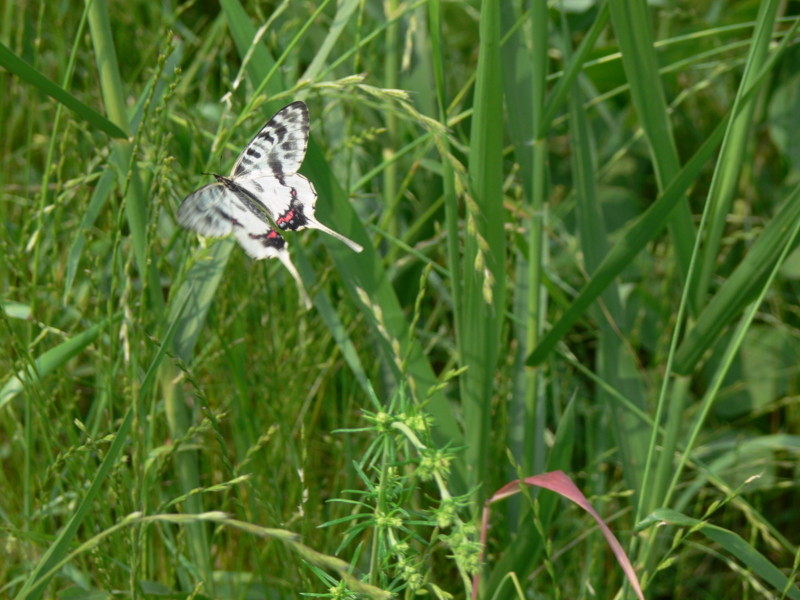 f0063624_5394931.jpg