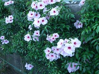 f0010925_21321563.jpg
