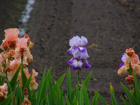 雨に咲く花_b0070629_1724038.jpg