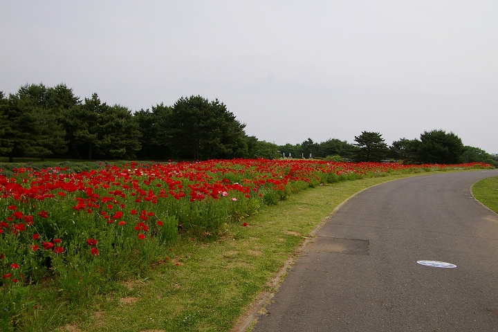 国営ひたち海浜公園のポピー_e0000746_15345972.jpg