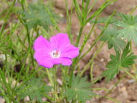 風路の花？_f0019247_1814128.jpg