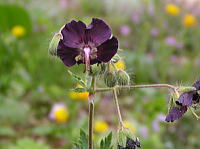 風路の花？_f0019247_1815616.jpg