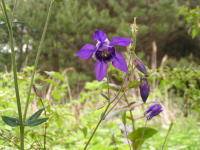 風路の花？_f0019247_1832395.jpg