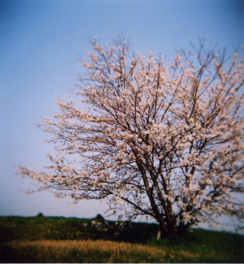 Spring HOLGA _b0027055_2227083.jpg