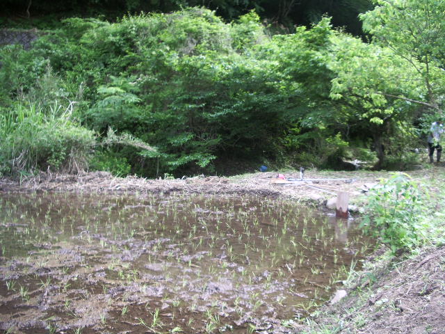 初めての田植え＜えごの花の咲く頃＞_f0083857_1633596.jpg