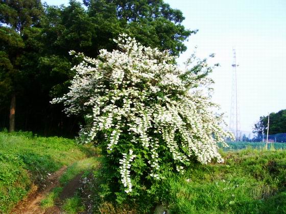 ♪♪卯の花の、匂う垣根に…_e0025300_14394595.jpg