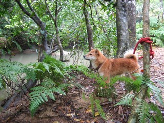 RIVER＆TREK （@西表島）_f0097620_2243152.jpg