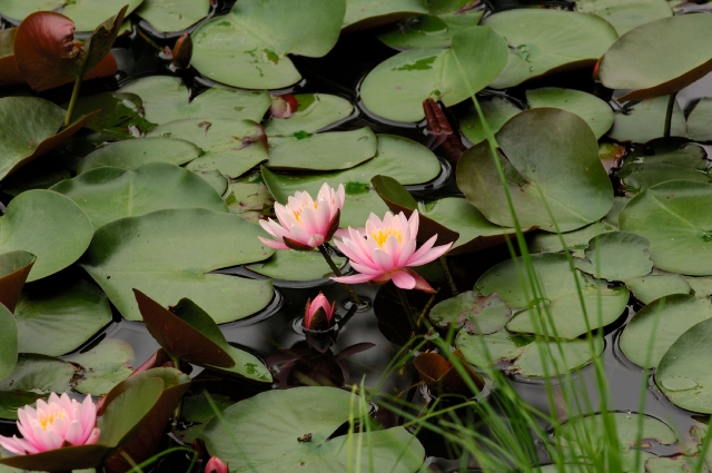 みかも山の植物なんですが、どうも昭和記念公園とかぶっています_e0037126_23131017.jpg