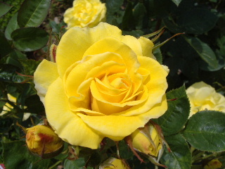 バガテル公園_f0082141_22104810.jpg