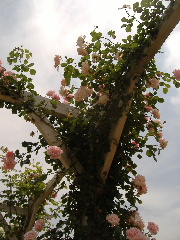 バガテル公園_f0082141_2215094.jpg