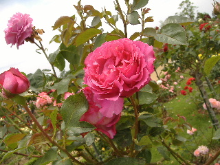 バガテル公園_f0082141_22292164.jpg