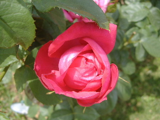 バガテル公園_f0082141_224433.jpg
