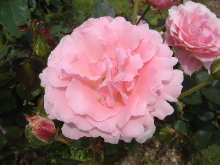 バガテル公園_f0082141_2245222.jpg