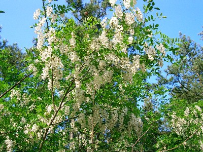 b0097145_2365517.jpg