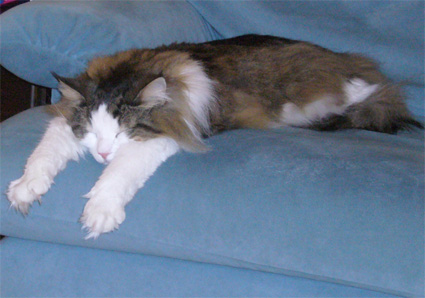 c0006748_643831.jpg