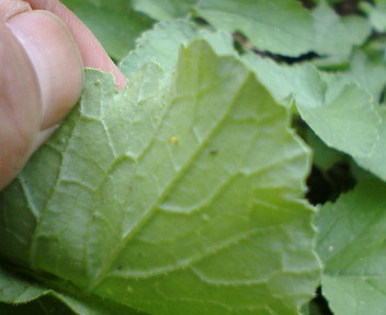 f0045667_6571567.jpg