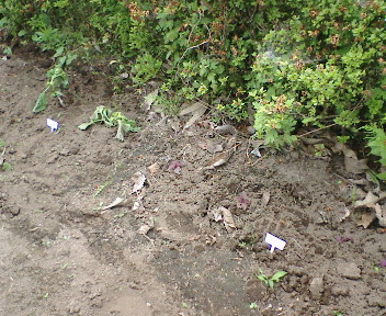 f0045667_711036.jpg