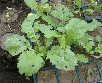 f0045667_75683.jpg