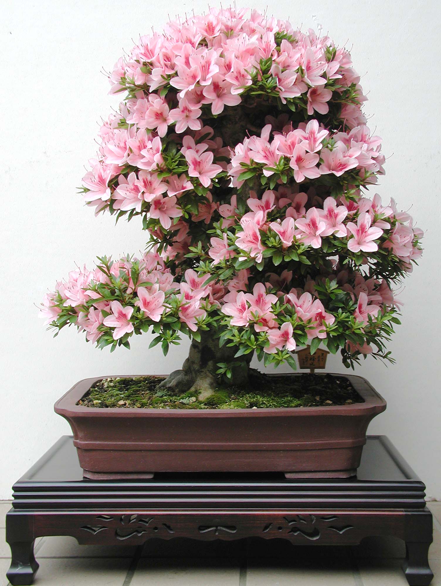 皐月・如峰山 : 自然とのふれあい