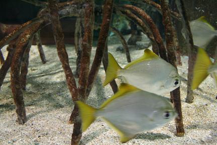 姫路市立水族館　企画展「沖縄の干潟」_d0064399_630859.jpg