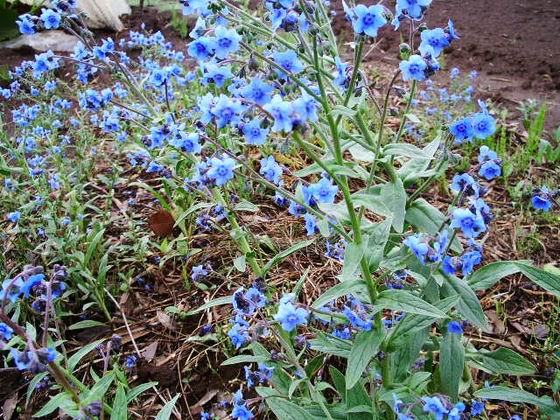 ハッとするほどの花。。。_e0025300_14511417.jpg