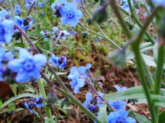 ハッとするほどの花。。。_e0025300_14521028.jpg