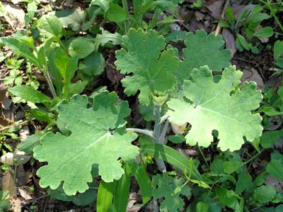 かぶれる植物 中継ステーション