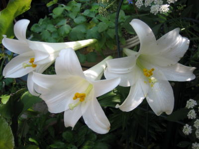 白百合の花 四季折々 2