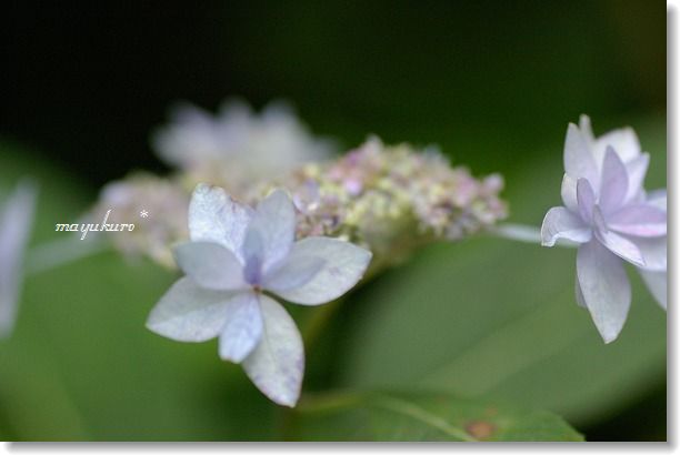 幻の花・シチダンカ_b0085917_21302153.jpg