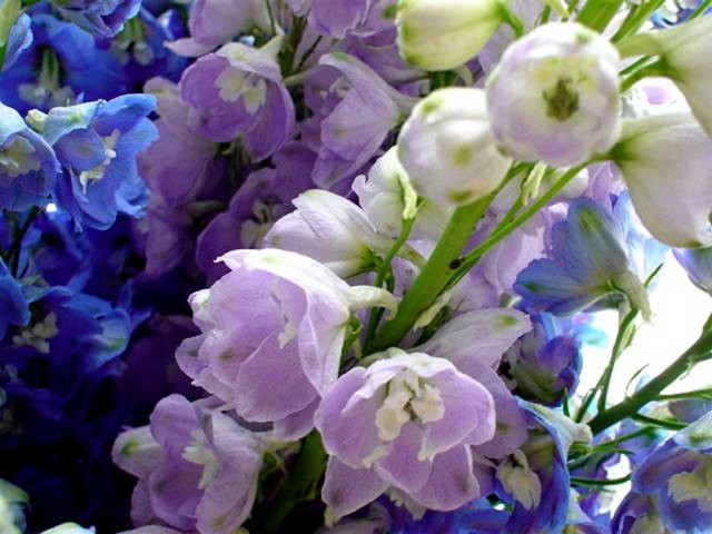 ・・・ＢＬＵＥ　ａｎｄ　ＰＵＲＰＬＥ・・・_f0089945_4534790.jpg