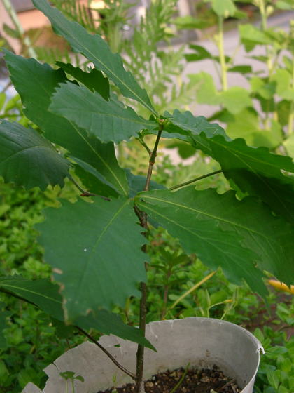 a0009747_20272090.jpg