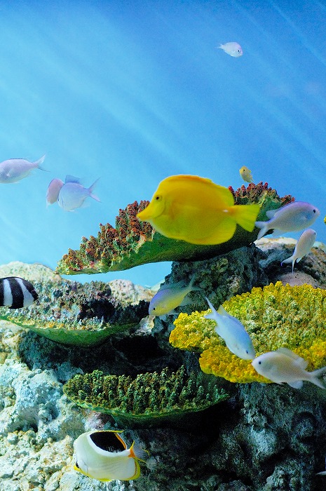 水族館写真強化週間！（6）　6月6日今日のショット_d0019260_2181457.jpg