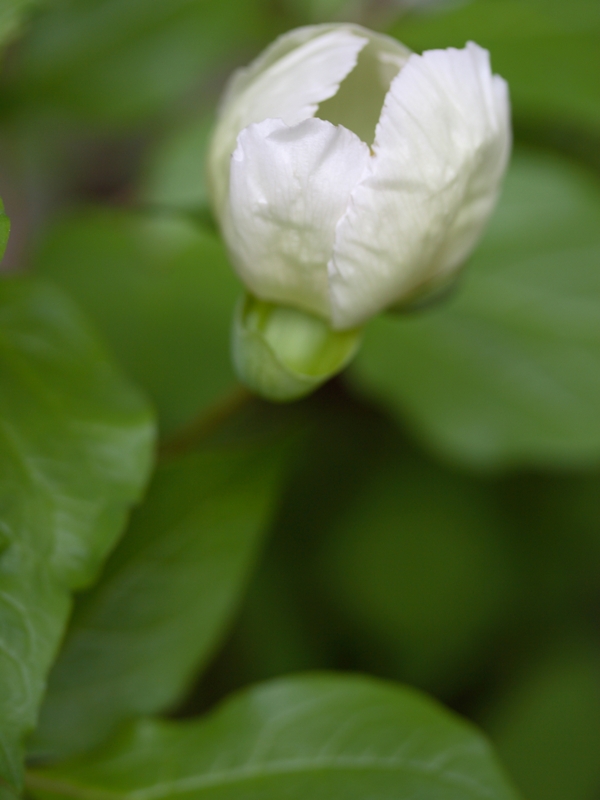 【三角山登山】さっぽろ野の花の会：観察会_d0033398_18572769.jpg