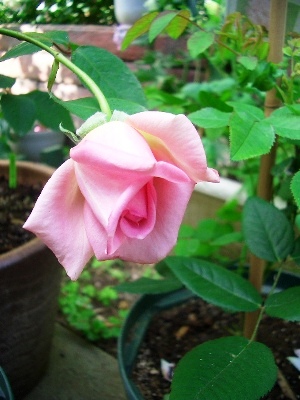 アントワーヌ リヴォワール Rose Basket アントワーヌ リヴォワール Rose Basket