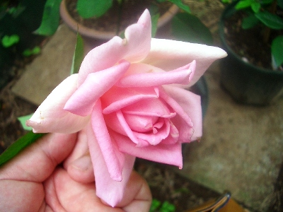 アントワーヌ リヴォワール Rose Basket アントワーヌ リヴォワール Rose Basket