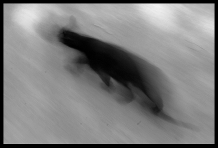 猫が結んだ友情_f0100215_11233013.jpg