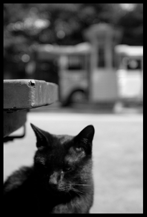猫が結んだ友情_f0100215_11481285.jpg