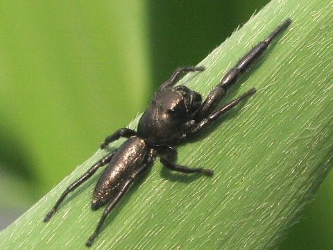 06.06.04（日）2　シコクアシナガグモ、オスクロハエトリほか_f0027647_2372374.jpg