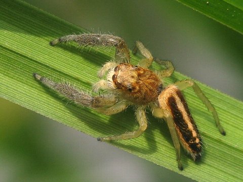 06.06.04（日）2　シコクアシナガグモ、オスクロハエトリほか_f0027647_2385415.jpg