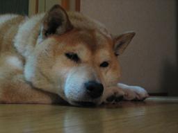 梅雨入り間近に食欲は・・・?_c0049950_20581525.jpg