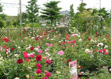 2006.6.7薔薇と紫陽花と愛ちゃん_f0060461_194811.jpg