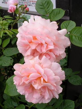 2006.6.7薔薇と紫陽花と愛ちゃん_f0060461_19504849.jpg