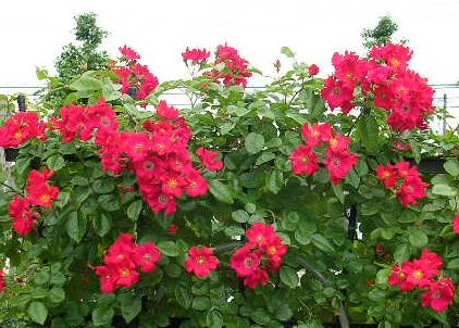 2006.6.7薔薇と紫陽花と愛ちゃん_f0060461_19541070.jpg