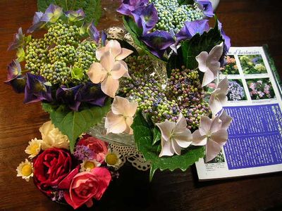 2006.6.7薔薇と紫陽花と愛ちゃん_f0060461_19574295.jpg
