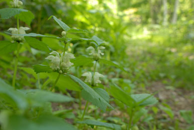 f0020352_15124392.jpg