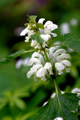 f0020352_15125841.jpg