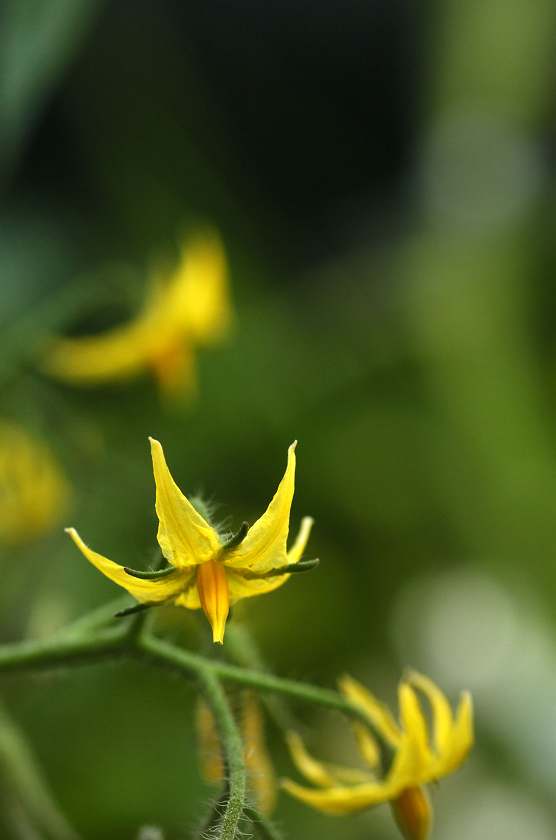 何の花でしょう？_f0105459_10344340.jpg