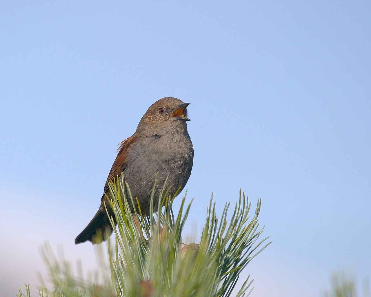 高山の鳥第三弾 カヤクグリの囀り 野鳥の壁紙 Life With Birds 3 高山の鳥第三弾 カヤクグリの囀り 野鳥の壁紙 Life With Birds 3