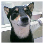 わんショット/2004.6.2_b0057675_1023649.jpg